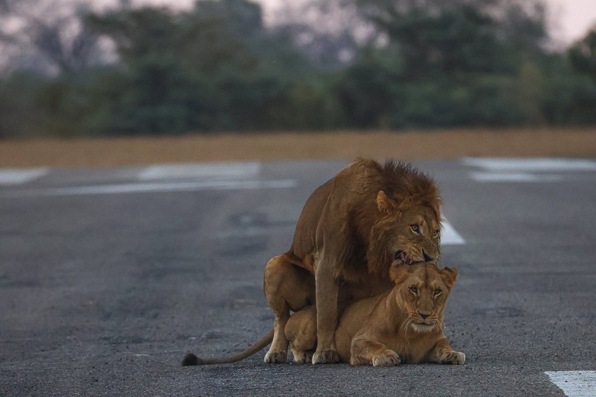 Southern Pride lionesses and a male lion in mating sequence. 