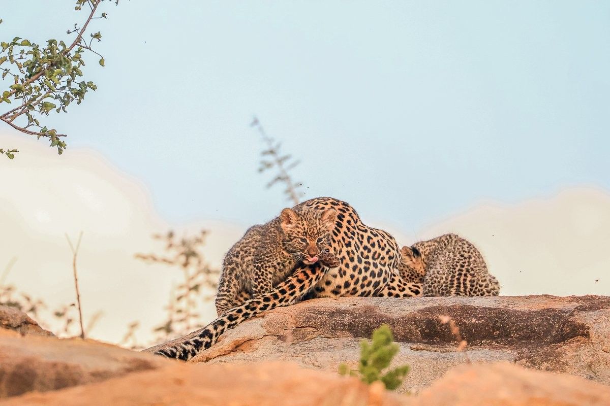 Sabi Sabi Ruan Mey Golonyi Three Leopard Cubs Denning Area
