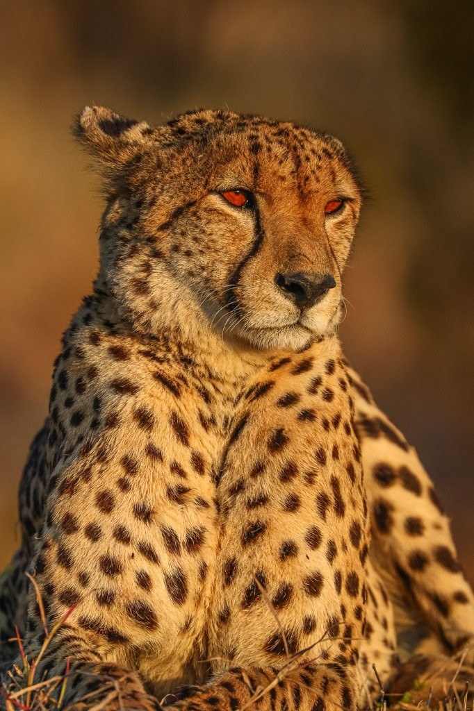 A male cheetah scanning the surrounding bush from his elevated resting position.