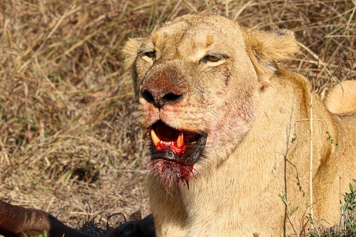 Southern Pride lioness feeding after a successful hunt