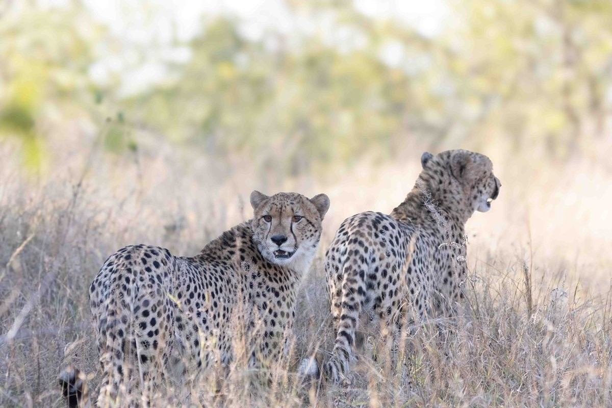 Young cheetahs developing its hunting skills in the African bush