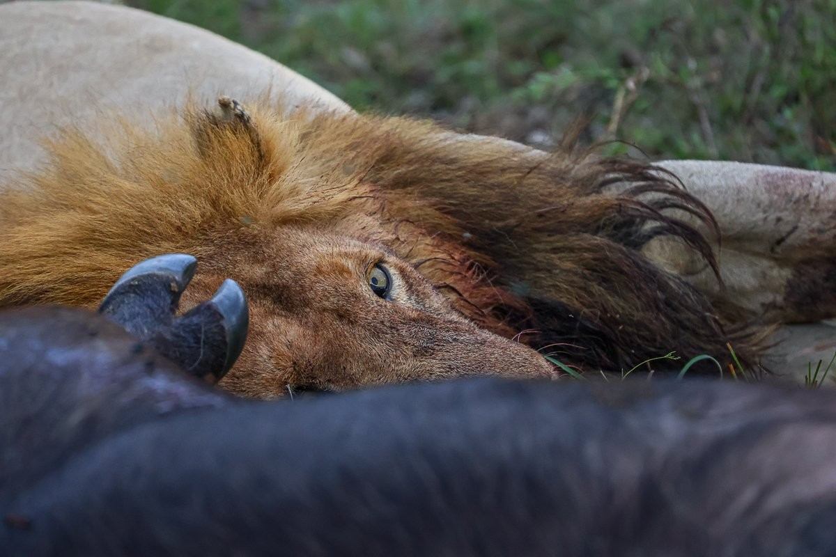 Nkuhuma and Talamati male lions beside buffalo kills.