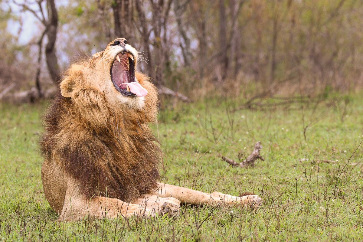 N’waswishaka male lion stretching and yawning during a morning safari