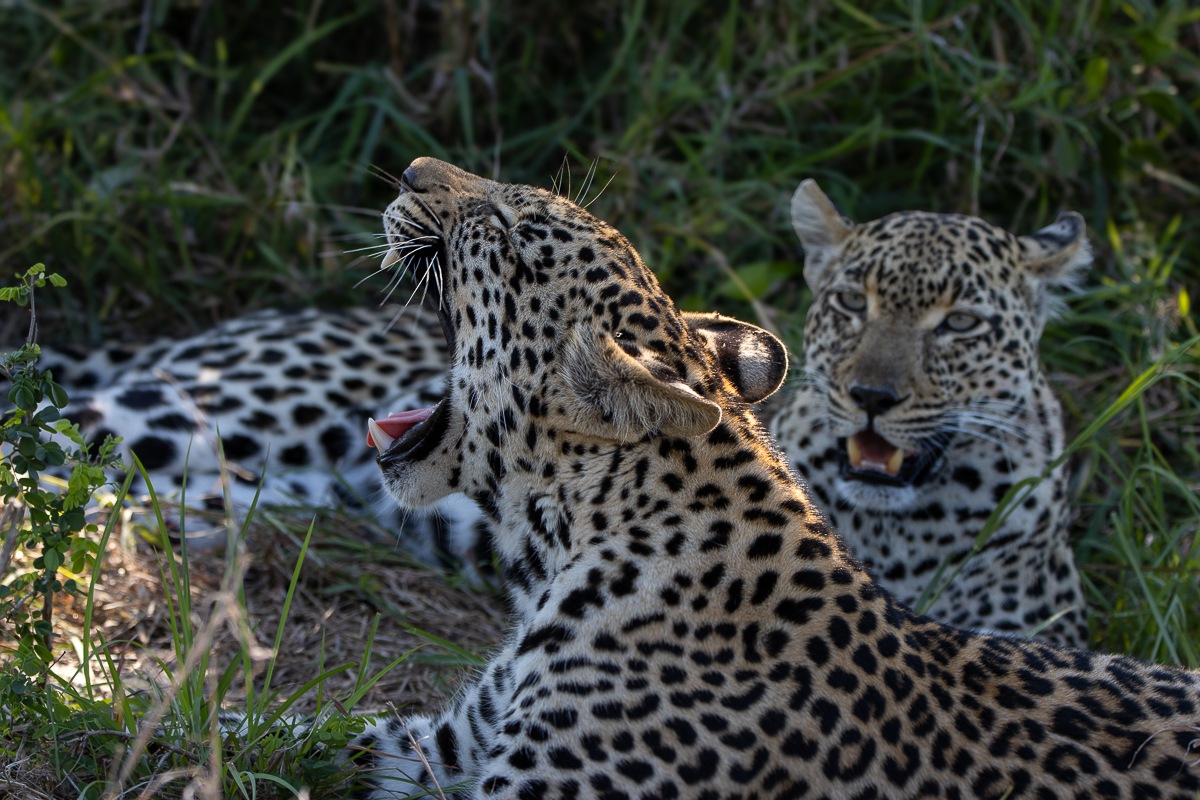 Two Tengile leopards resting and roaring on a grassland