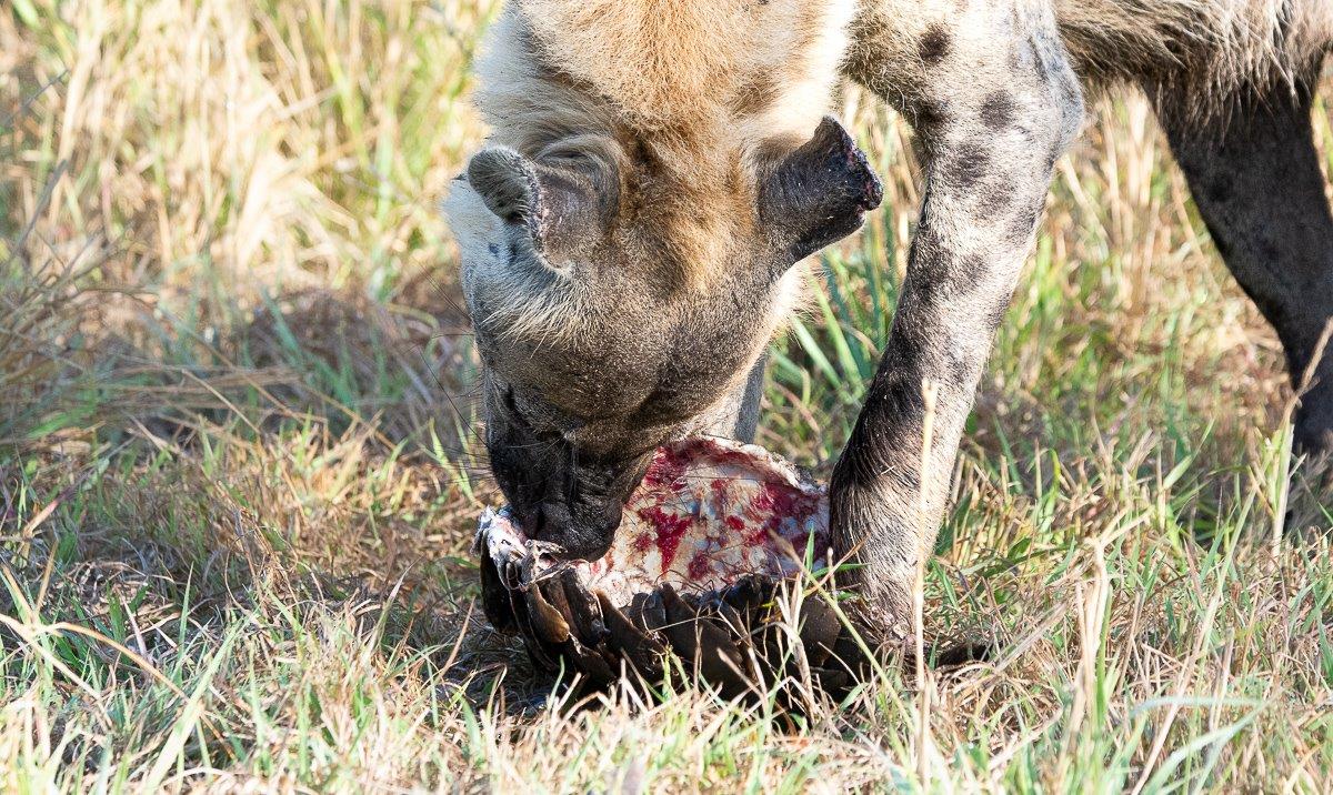 The outer skin of a Pangolin was being eaten by the powerful, bone-crushing jaws of the hyena.