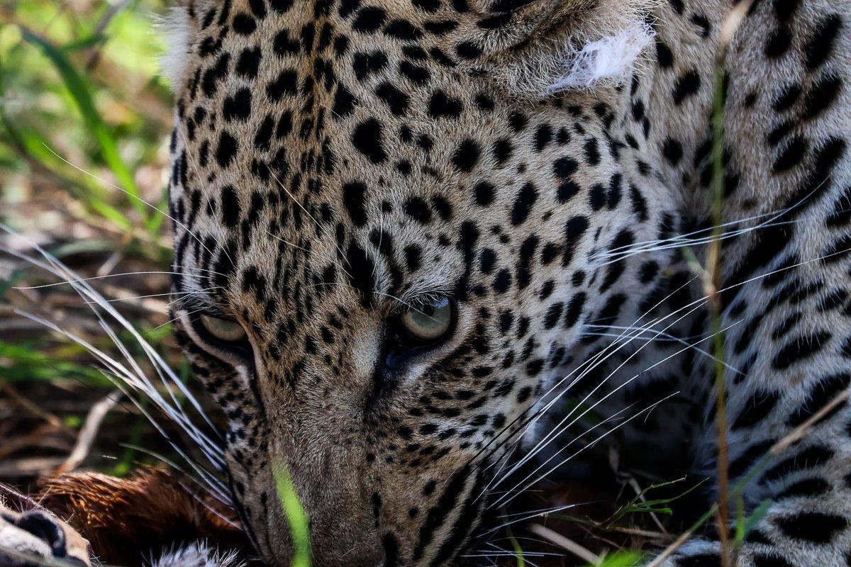 Makumu has allowed us to get very close in our vehicles, showing that he was not overly pressurised when he was a cub. Makumu has allowed us to get very close in our vehicles, showing that he was not overly pressurised when he was a cub.
