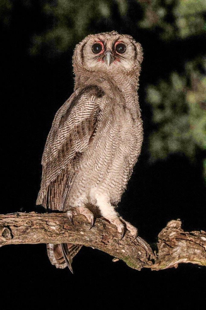 A Verreauxs eagle owl perches at night at Sabi Sabi. A Verreauxs eagle owl perches at night at Sabi Sabi.