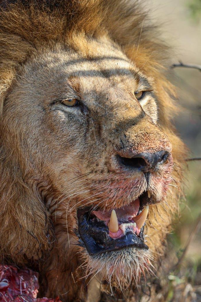 Sabi Sabi Ruan Mey Gijima Male Sabi Sabi Ruan Mey Gijima Male