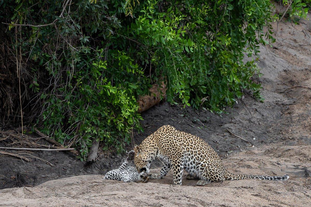 Sabi Sabi Jp Van Rooyen Golonyi And Mantwan Sabi Sabi Jp Van Rooyen Golonyi And Mantwan