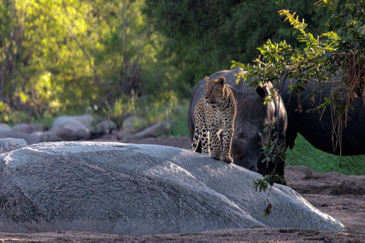 The Nottens male leopard scans the environment as two rhinos stand behind him. The Nottens male leopard scans the environment as two rhinos stand behind him.