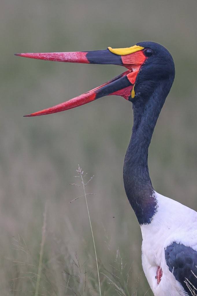 Sabi Sabi Ruan Mey Saddle Billed Stork Sabi Sabi Ruan Mey Saddle Billed Stork