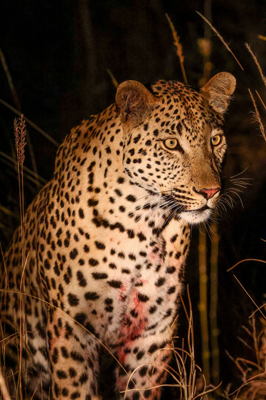 Sabi Sabi Ruan Mey Leopard After Dark Sabi Sabi Ruan Mey Leopard After Dark