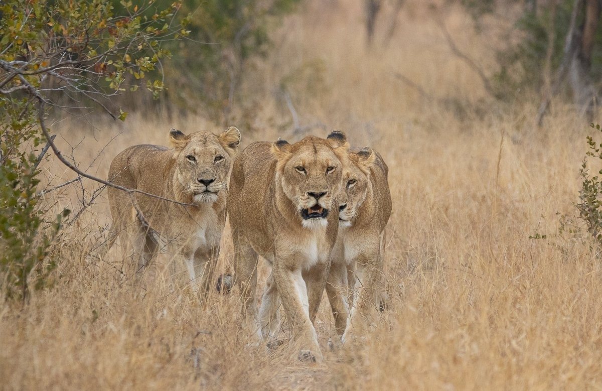 Sabi Sabi Ronald Mutero Mhangeni Sabi Sabi Ronald Mutero Mhangeni
