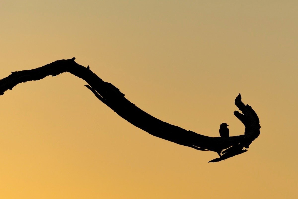 Silhouette of a Lilac Breasted Roller. Silhouette of a Lilac Breasted Roller.