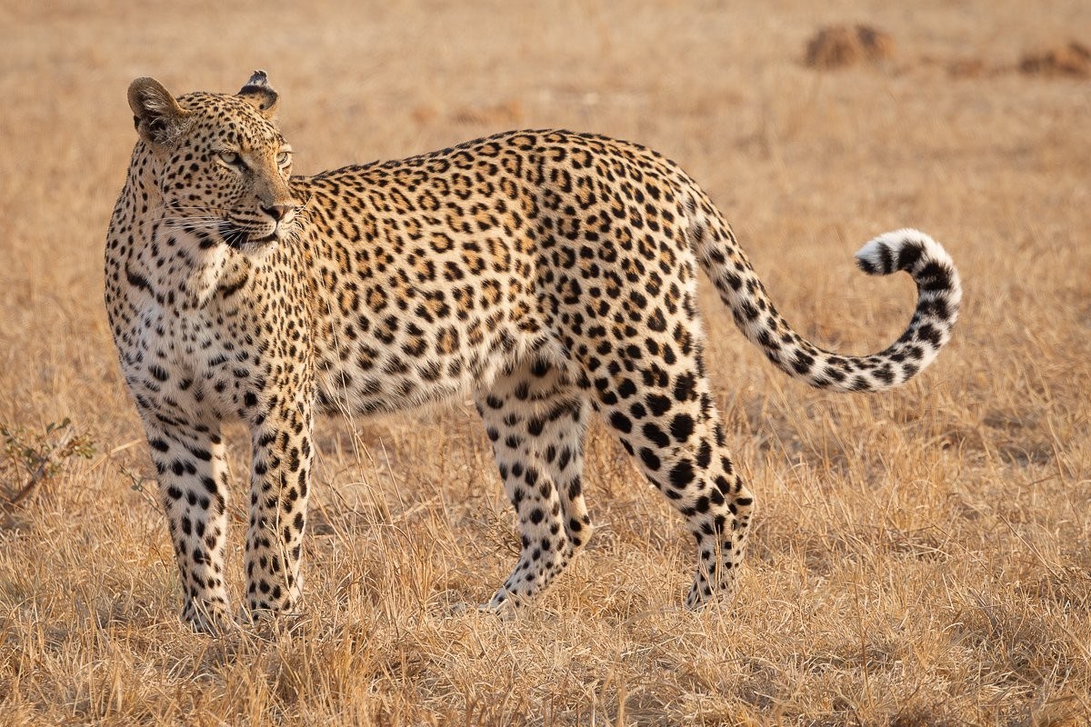 Sabi Sabi Jp Van Rooyen Golonyi Leopard Sabi Sabi Jp Van Rooyen Golonyi Leopard