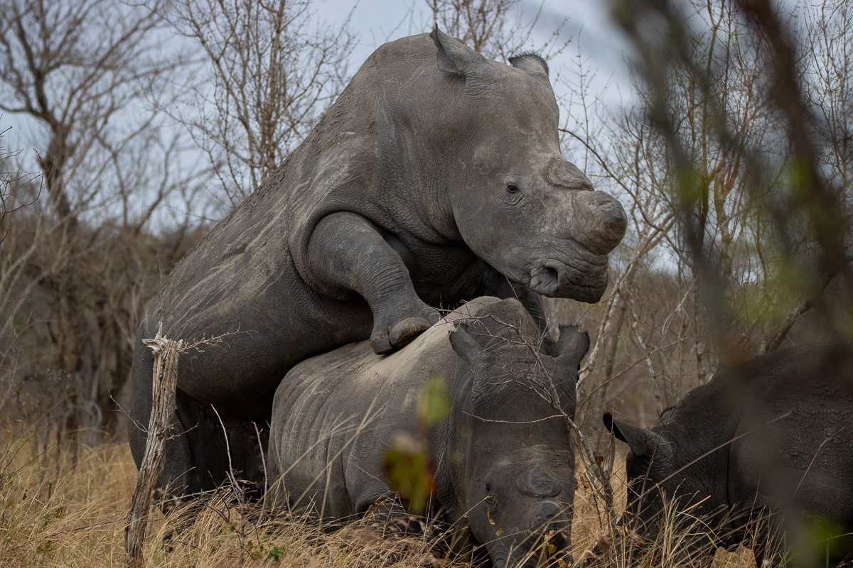 Rhinos breeding.  Rhinos breeding.