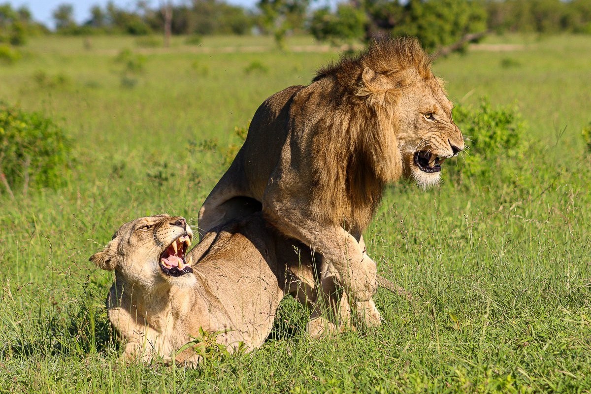 The intense mating rituals of lions.