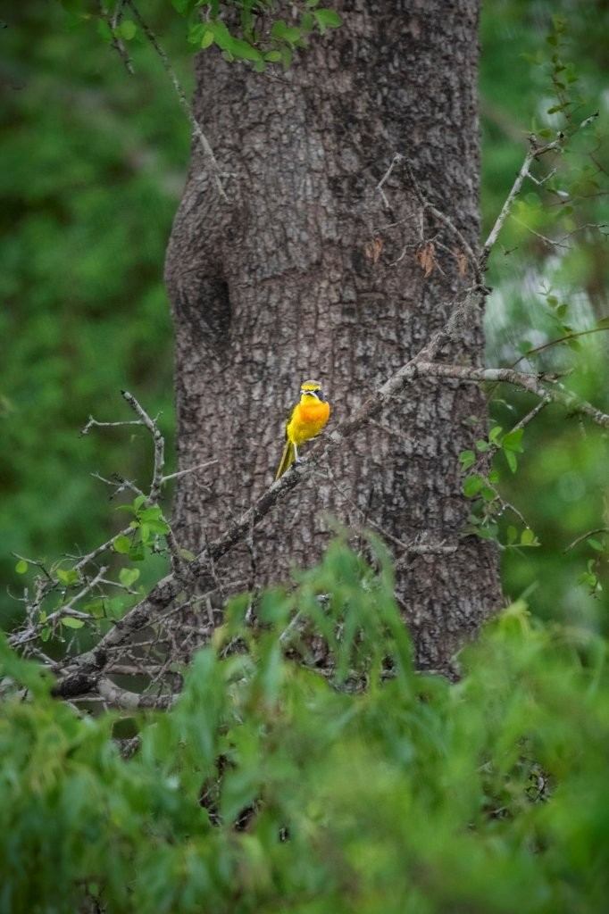Sabi Sabi Devon Jansen Bushshrike