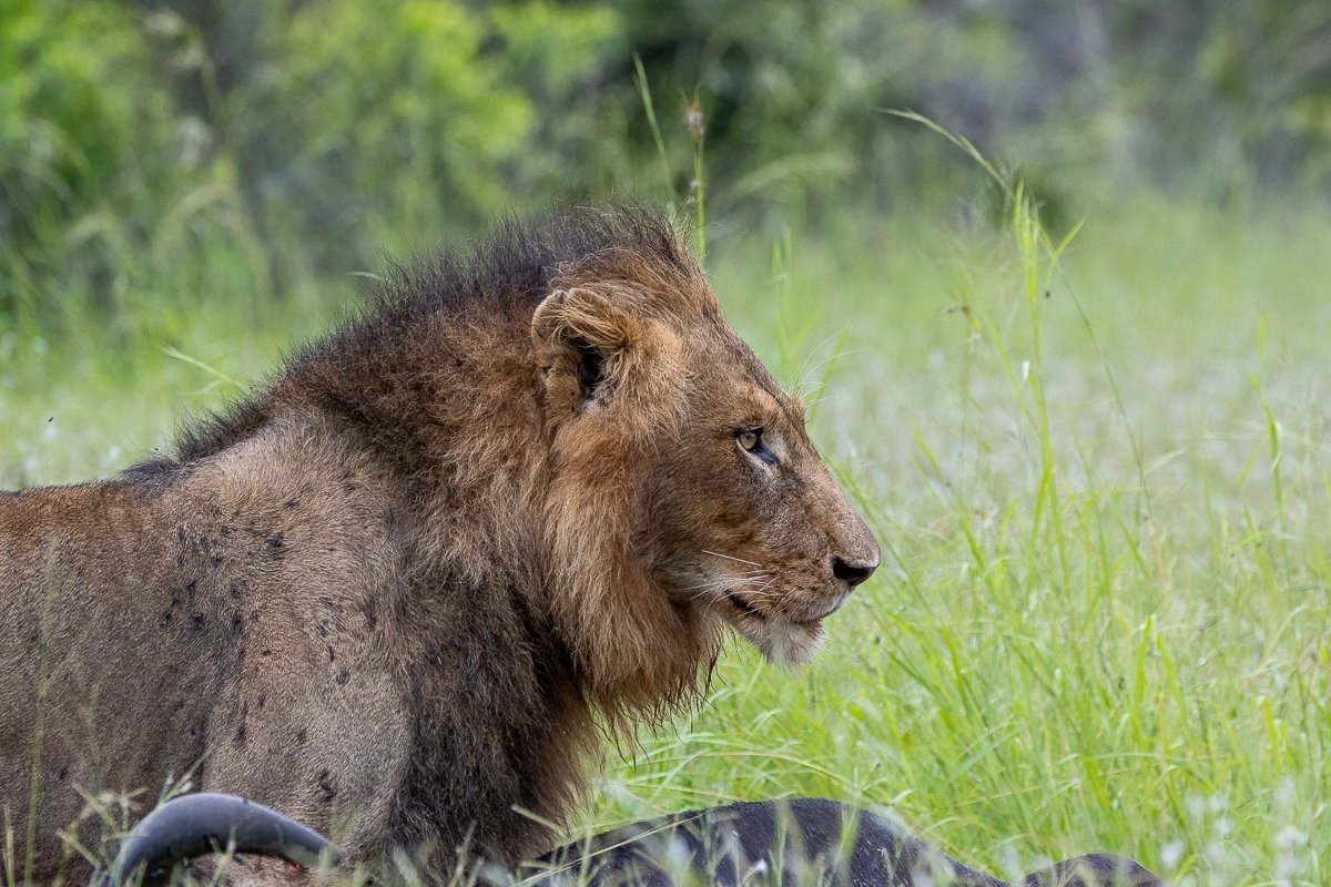 Sabi Sabi Ronald Mutero Nwash Male