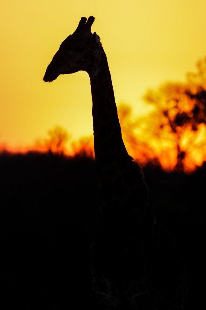 Silhoutte of giraffe in the sunset of the bush