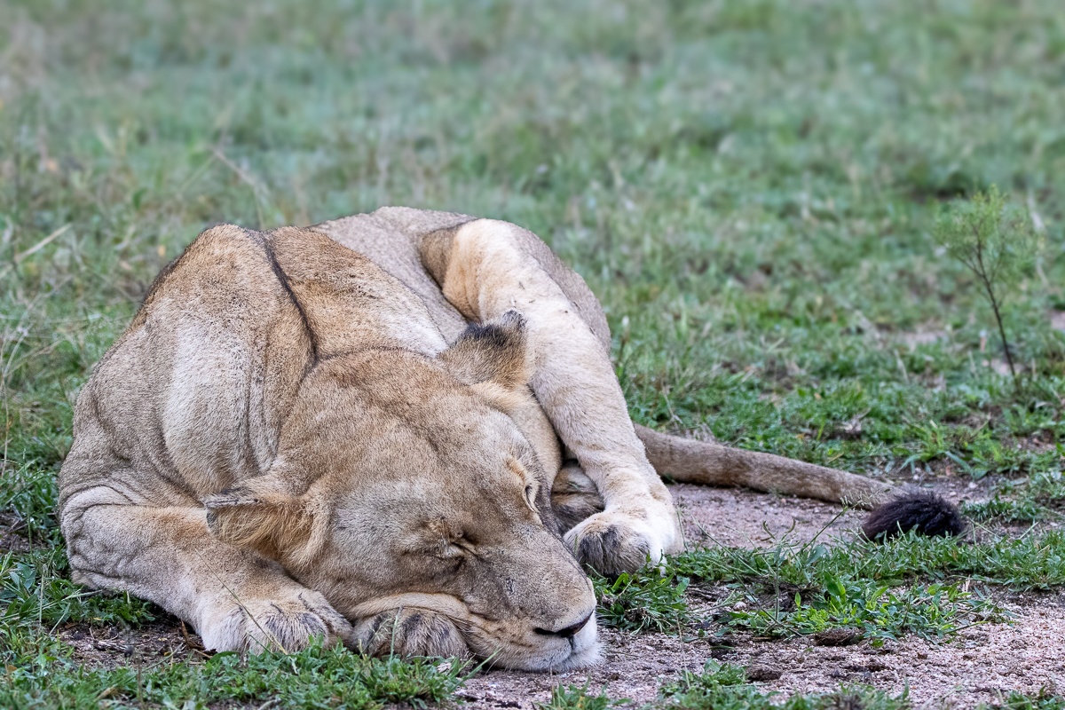 Lion in shaded area to rest during the heat of the day