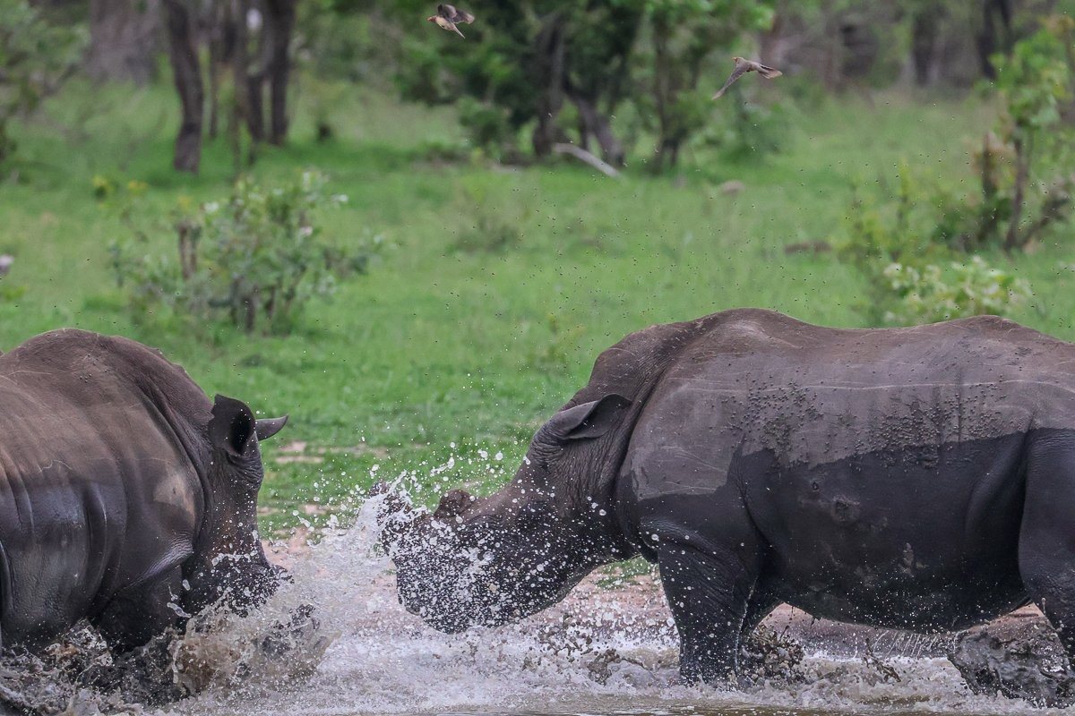 Rhino bulls pushing each other in a dam.