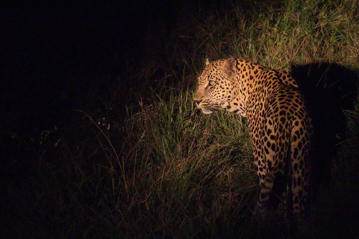 Male leopard resting beside an impala kill before being displaced by hyenas.