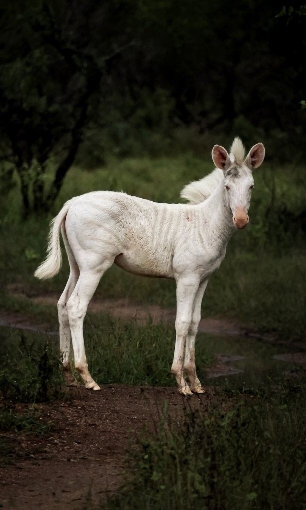 Rare leucistic zebra foal standing among puddles after rain.