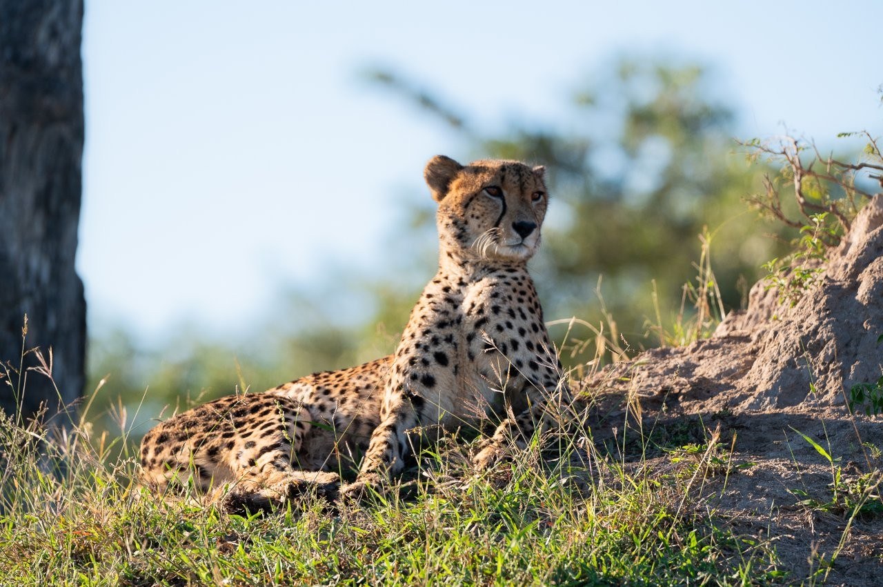 Cheetah catching its breath after moving through bushveld.
