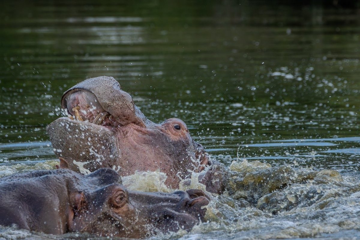 Hippo family enjoying a peaceful afternoon together in the river.