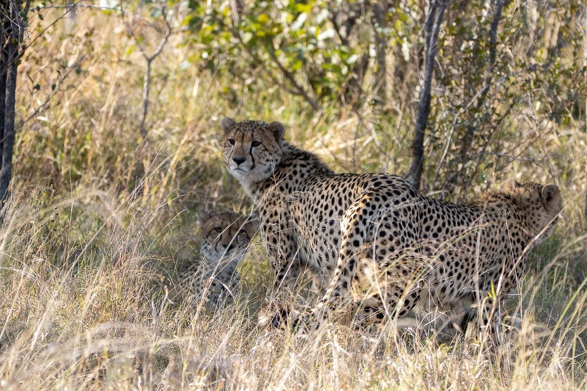Young cheetahs scanning their surroundings after becoming independent.