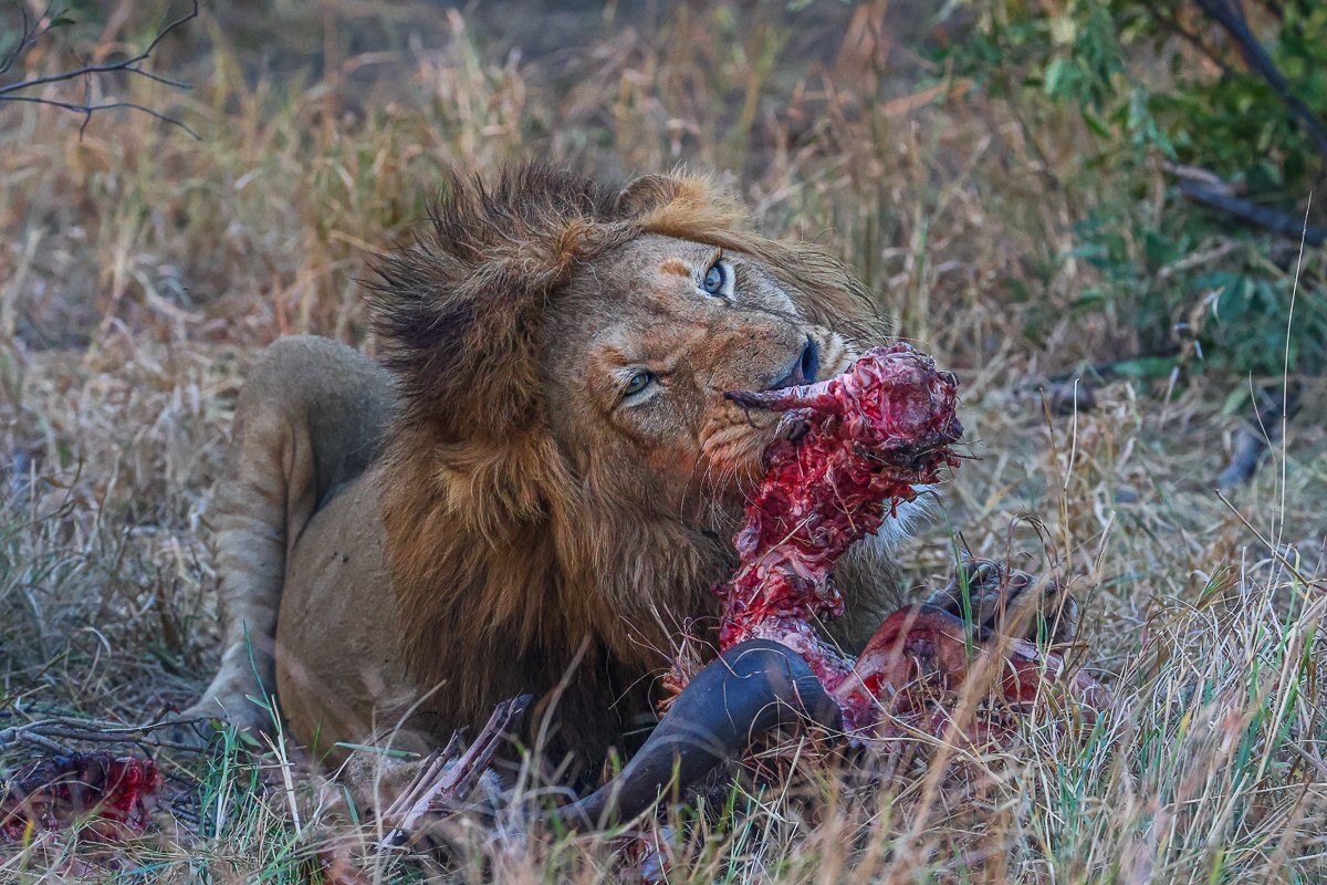 N'waswishaka lion coalition resting after feeding on a buffalo carcass.