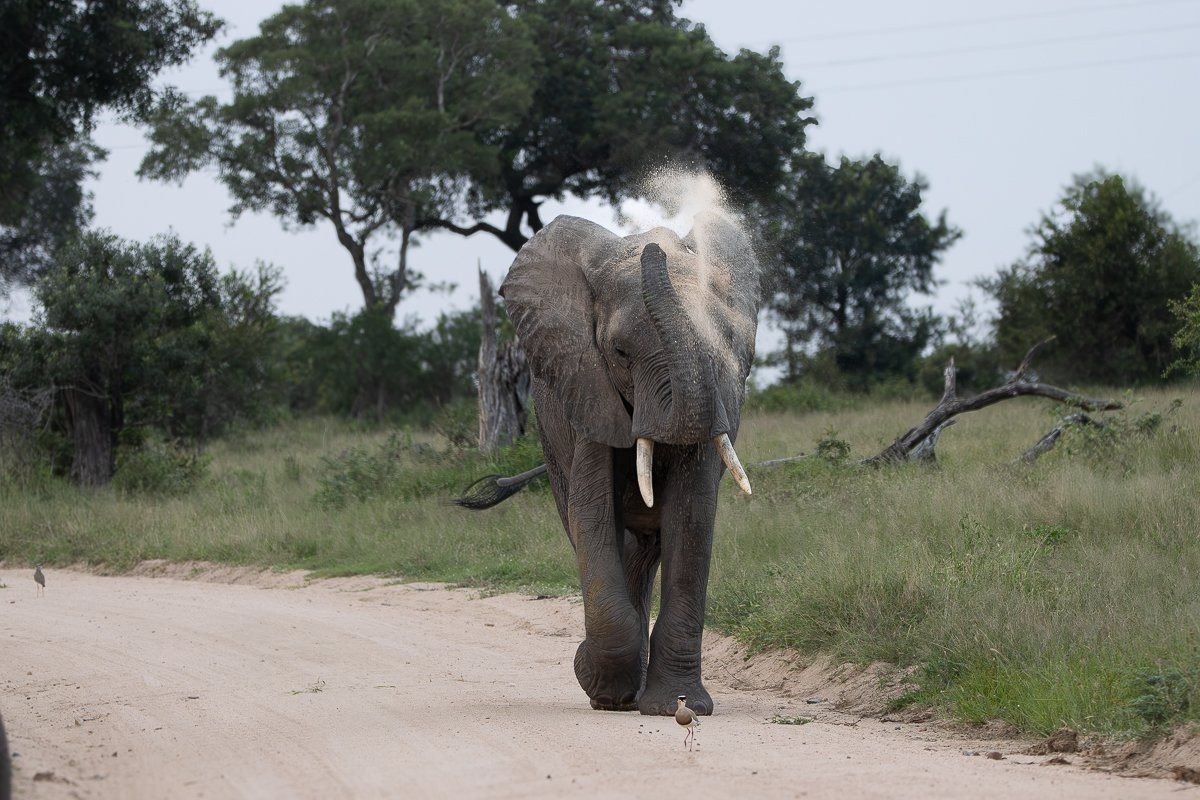 An African elephant using its trunk to spray dust over its body for protection from the sun and insects.