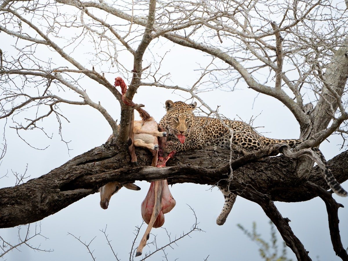 Kurhula female leopard with her kill hoisted in a nearby tree