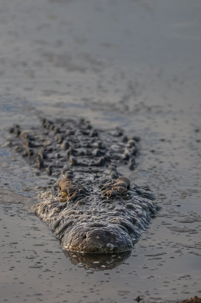 Crocodile resting in the water camouflaged.