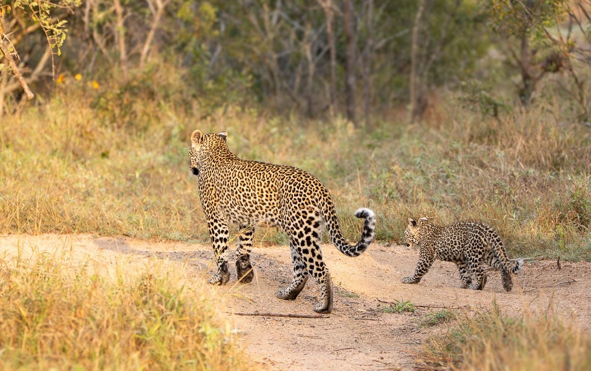 Young leopard cub following its mother Kurhula through the bushveld