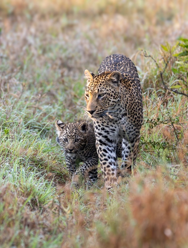 Portrait of Kurhula’ and her young leopard cub