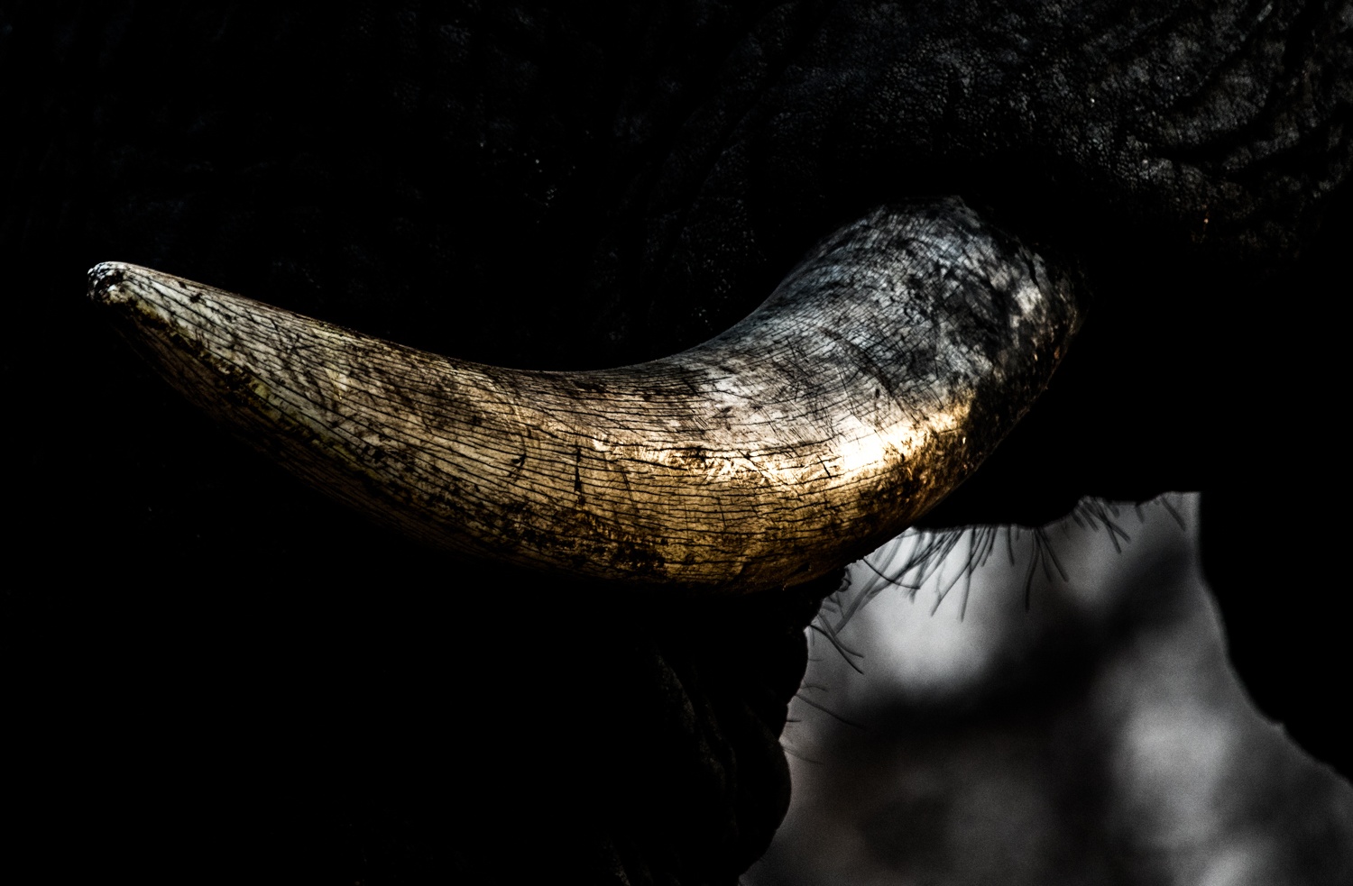 Immerse yourself in the majestic presence of an elephant as you admire a close-up image that reveals the intricate details of its magnificent tusk. Immerse yourself in the majestic presence of an elephant as you admire a close-up image that reveals the intricate details of its magnificent tusk.