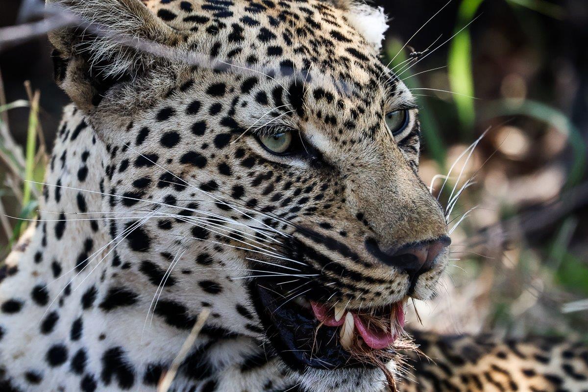 Makumu means 'The End', but we are hopeful that he will pass on his strong and powerful genetics. Makumu means 'The End', but we are hopeful that he will pass on his strong and powerful genetics.