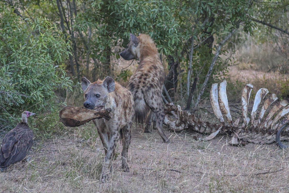 A hyena walks away with the leg of a recent kill. A hyena walks away with the leg of a recent kill.