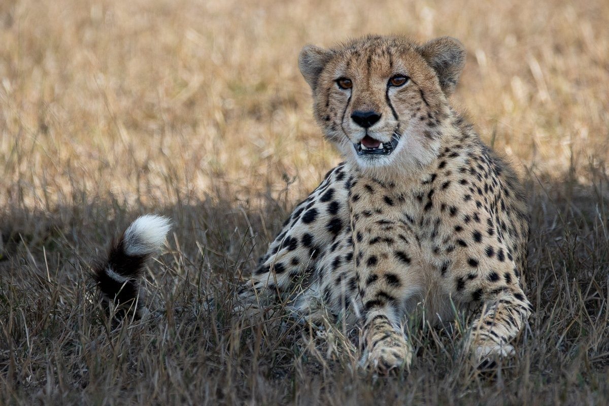 Sabi Sabi Ronald Mutero Cheetah After Hunt Sabi Sabi Ronald Mutero Cheetah After Hunt