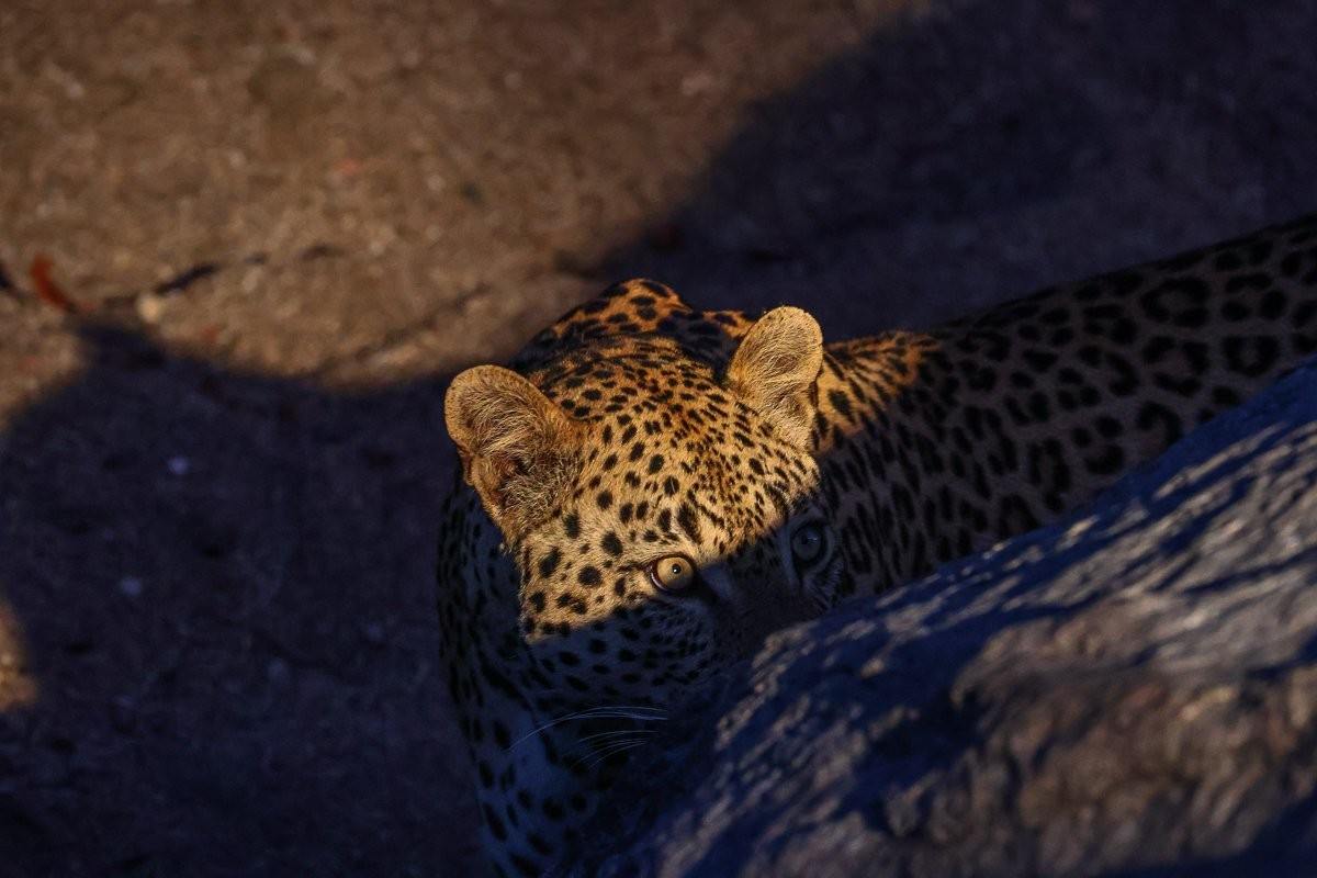 Sabi Sabi Ruan Mey Unnamed Male Leopard Hides Sabi Sabi Ruan Mey Unnamed Male Leopard Hides