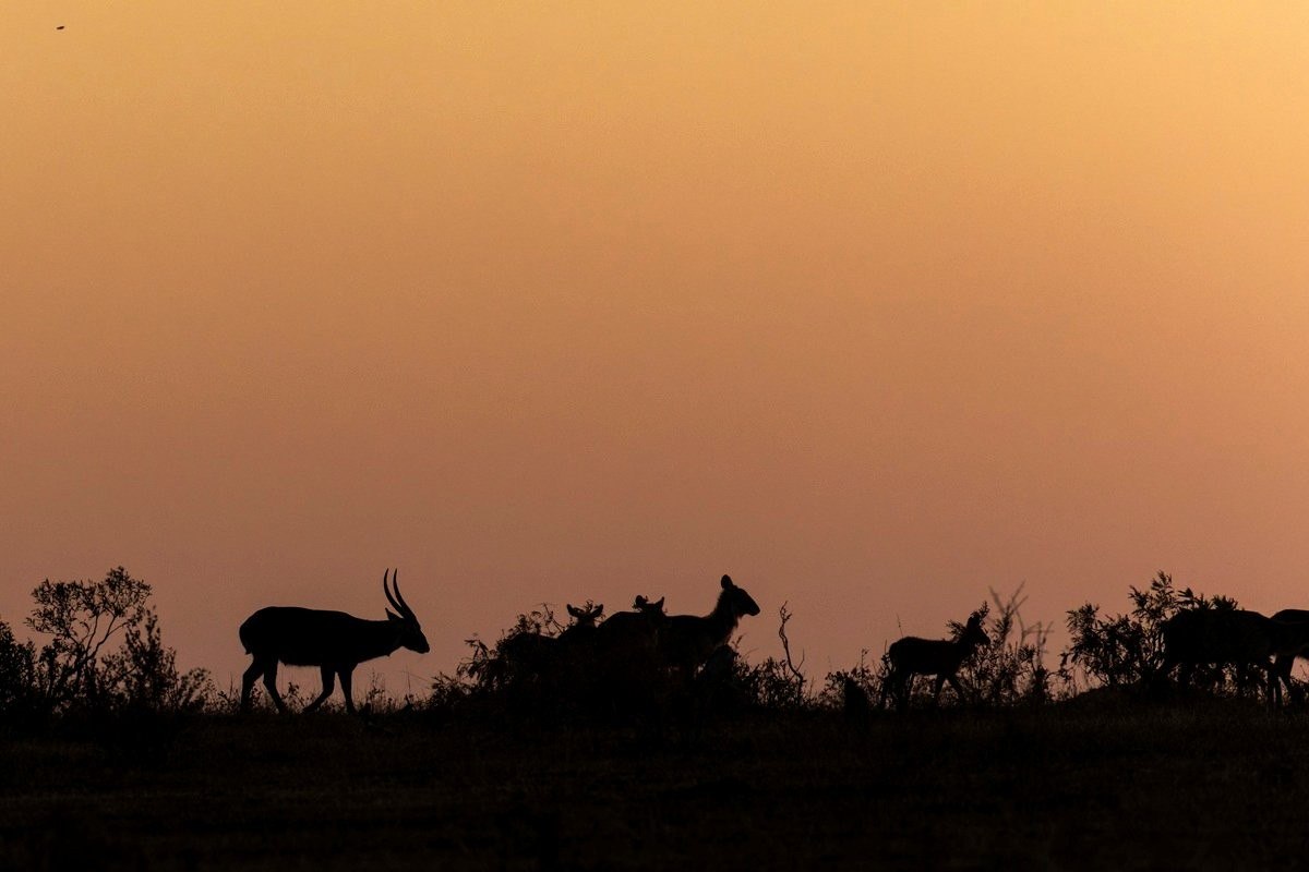 Sabi Sabi Benjamin Loon Waterbush Wide Sunset Sabi Sabi Benjamin Loon Waterbush Wide Sunset