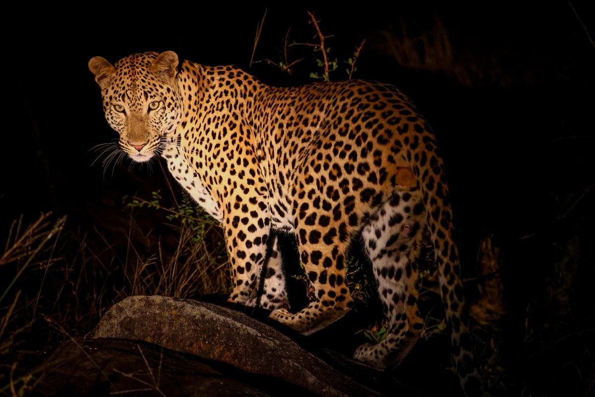 Sabi Sabi Ruan Mey Unnamed Male Sabi Sabi Ruan Mey Unnamed Male