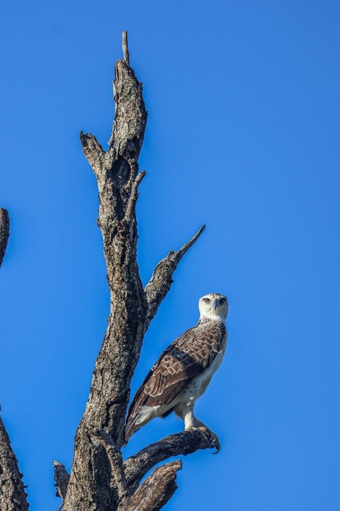 Sabi Sabi Ruan Mey Martial Eagle Sabi Sabi Ruan Mey Martial Eagle