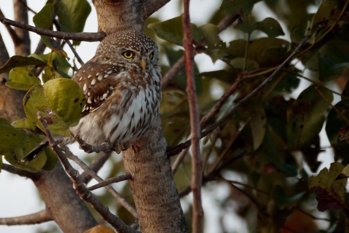 Sabi Sabi Devon Jansen Pearl Spotted Owlet Sabi Sabi Devon Jansen Pearl Spotted Owlet