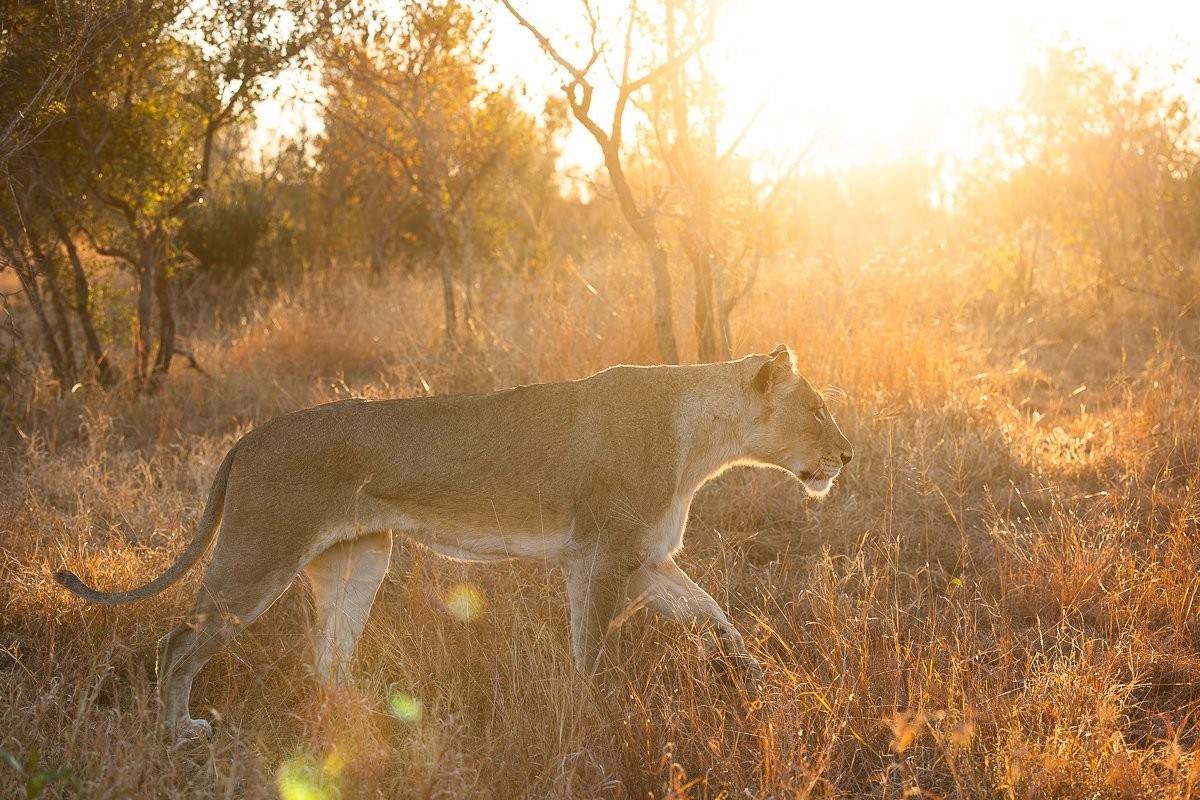 Msuthlu lioness walking in the golden light