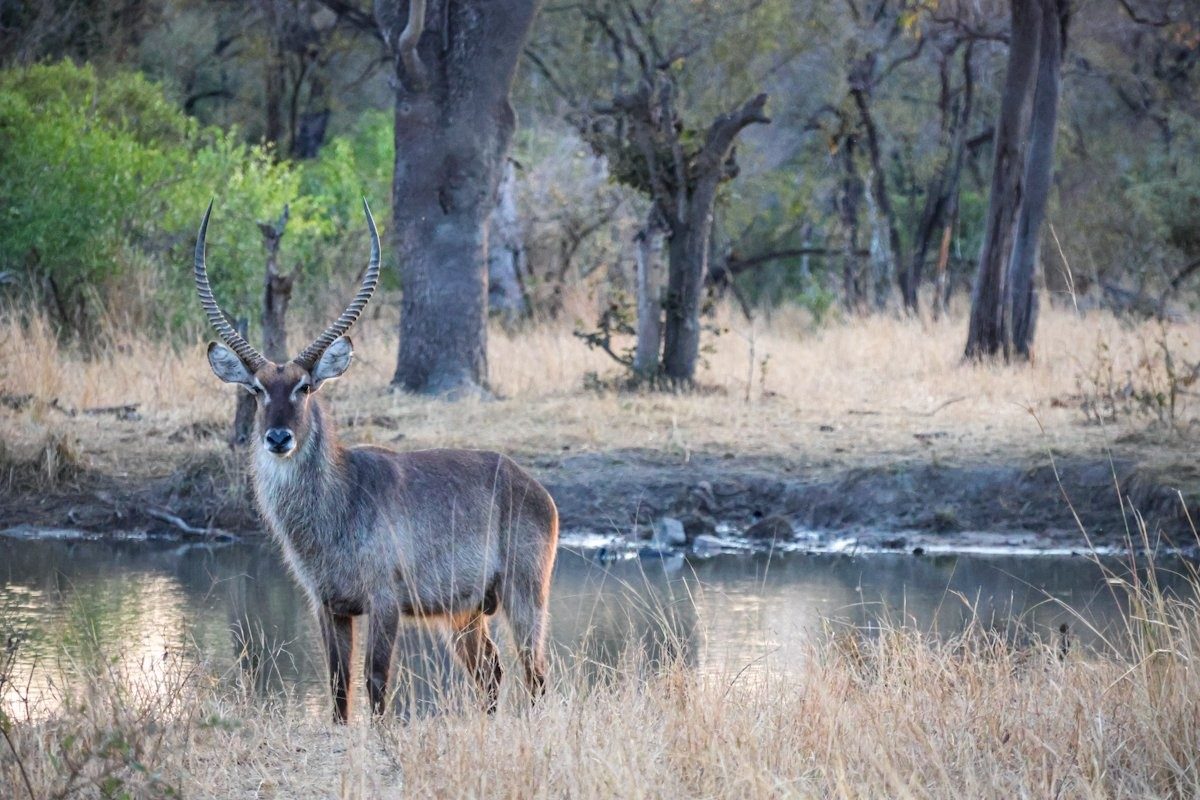 Sabi Sabi Jan Nel Waterbuck Bull Sabi Sabi Jan Nel Waterbuck Bull
