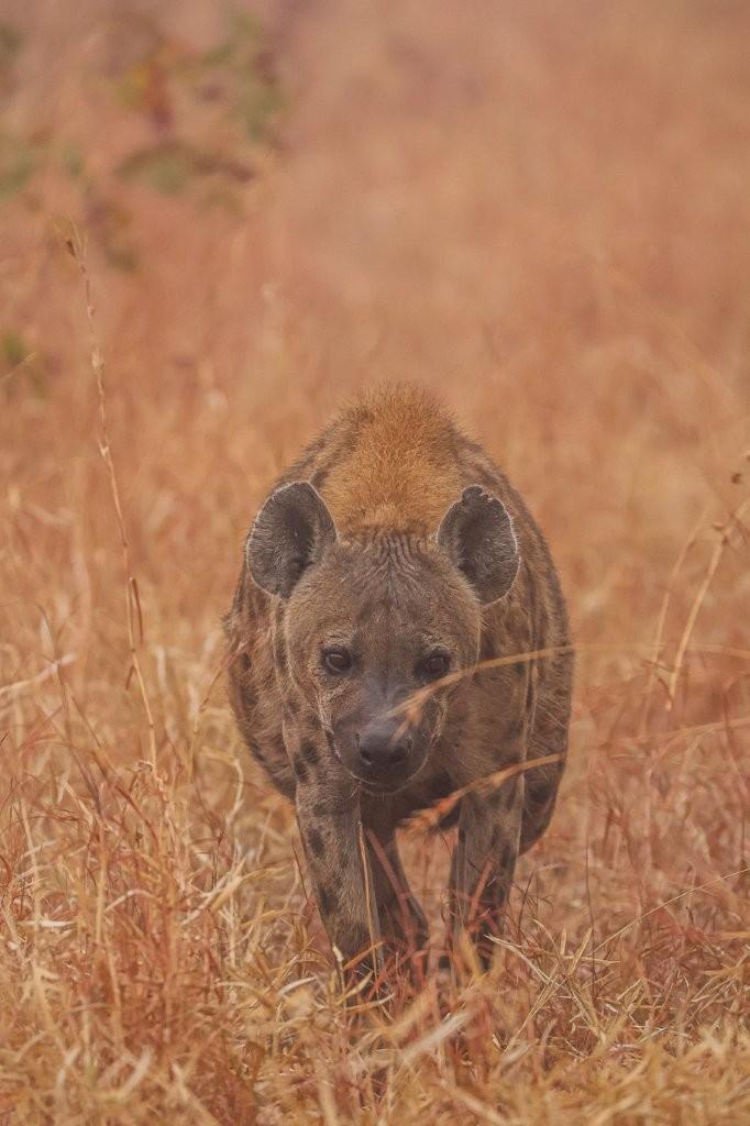Sabi Sabi Ruan Mey Hyena Sabi Sabi Ruan Mey Hyena