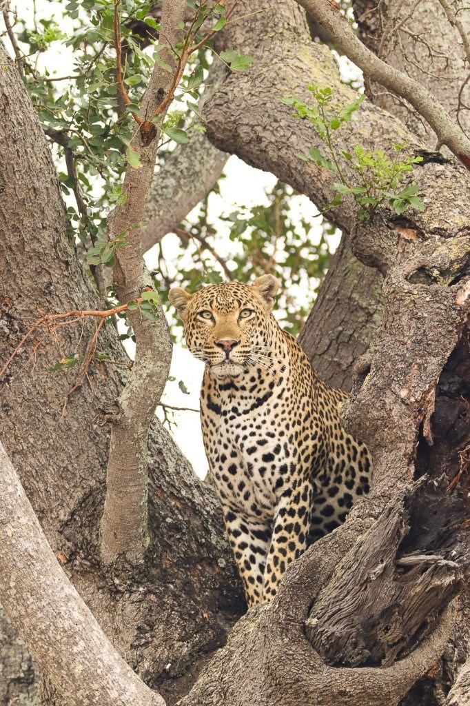 Sabi Sabi Jana Du Plessis Khulwana In Tree Sabi Sabi Jana Du Plessis Khulwana In Tree